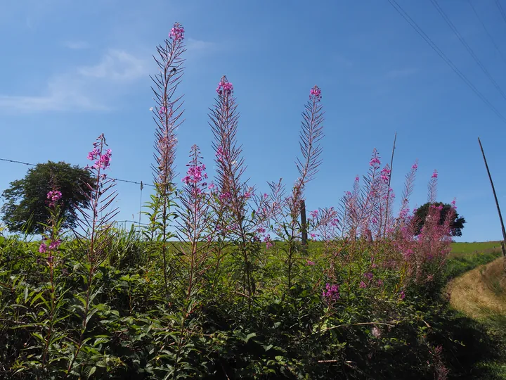 Beausaint (La Roche-en-Ardenne, België)